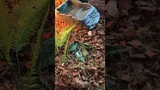 oh my! Blue tongue skink&rsquo;s poop is huge. Turtle: don&rsquo;t look at me! It&rsquo;s not mine!