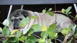 In memory of our pug Kurt