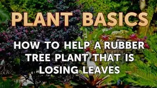 How to Help a Rubber Tree Plant That Is Losing Leaves
