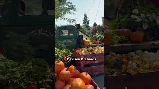 Осінь у Davison Orchards 🍁🎃Pumpkin vibes + maple latte🧡 #autumn #canada #vernon #українцівканаді