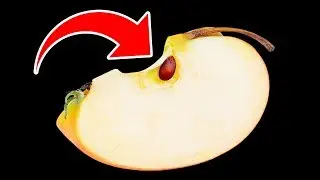 Qu’arriverait-il si tu Mangeais Des Pépins de Pommes Par Accident ?