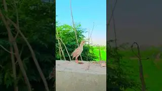 teetar k bacche ki awaz || francolin chicks sound#teetarchicksvoice#teetarchicks