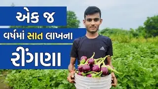 7 લાખની રીંગણી || ચોકલેટ ગુલાબી રીંગણ || રીંગણીનું વાવેતર || Making money in brinjal