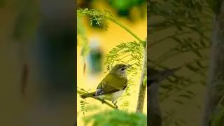 Beautiful Tennessee Warbler in Guatemala #birdsinguatemala #photography #birding #rainforest #viral