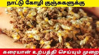 கரையான்  உற்பத்தி செய்வது எப்படி? - Karaiyan Urpathi