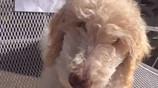 Happy Valentines Day from Oodles the French Poodle