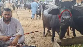 🔴 Kharian Mandi 30 September |  Beautiful Buffaloes | Janwar Official | Eid kay Janwar #Janwar