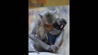 Tiny young mommy monkey hugs baby tights #animallife #babymonkeys #monkeysr #babymonkey #animals