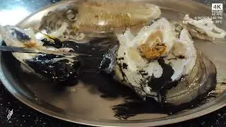 Nomadic Coastal Life: Uncovering the Secrets of a Squid | Ink, Camouflage & Cooking Tips