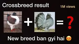 😱Shocking Result of crossbreeding pigeons🕊️ | unique pigeon | modena | fantail | hybrid |