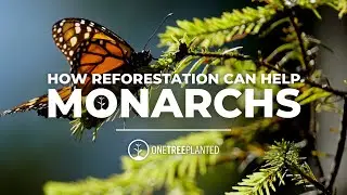 Planting Trees to Protect Vital Monarch Butterfly Nesting Grounds | One Tree Planted