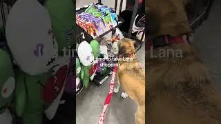 It&rsquo;s time to take Lana shopping @Petco for her favorite thing, tennis balls. #shopping #tennisballs