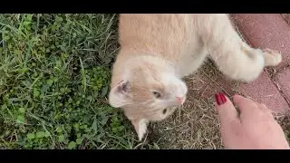 Free Cat Therapy In The Park...Ginger Cat Shook My Hand!