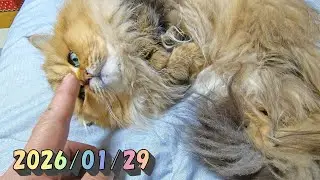 気持ち良さそうにお腹を見せるけど触ると噛みつくひとみ　Persian cat Hitomi's relaxing days　2026/01/29