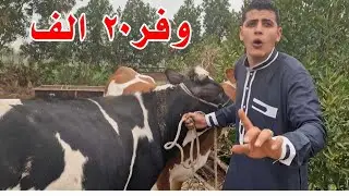 معايا الفانوس السحري هاوفرلك ٢٠ الف جنيه وهايبقي عندك ترلة لحم علي العيد وهاتبقي من أصحاب المشاريع