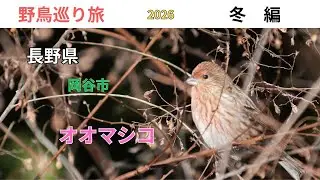 [野鳥巡り旅]　長野県岡谷市　冬の峠尾根　オオマシコ小群