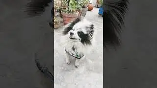 Tuffy Playing with 🏀🏀🤣🤣#trending #comedy #dogs #shorts #youtubeshorts