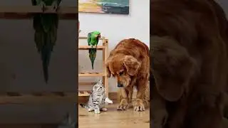🐾 Unlikely besties Dog & kitten! #dogcat #petbond #cutepets #pets #viral #animals