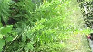 July 13, 2025 UNKNOWN PLANT CHECK-IN
