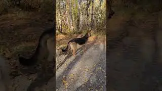 1. Thursday Terwillegar walk with Revy, Amy, Nova, Chewy, Maggie,  Luna & Rue 