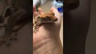 Meet Marshmello! ep.23 #crestedgecko #myanimals #Marshmello