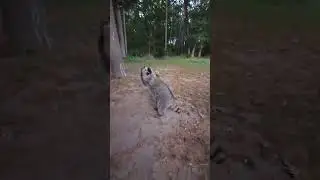 Hand feeding a raccoon #raccoon #wildlife #cute #nature