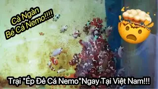 Đột Nhập Trại Ép Đẻ Cá Nemo Nhân Tạo Tại Việt Nam | Bất Ngờ Chủ Trại Canh Độ Mặn Bằng ... Lưỡi !?
