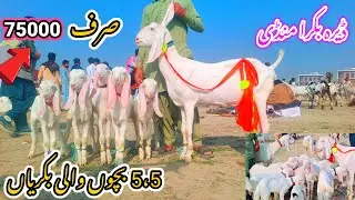 10 December 2025 | Dera Bakra Mandi 5.5 kids goats only 75000