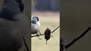 The Cruelest Little Bird in the Wild! #wildlifefacts #shortvideo #shrike #animals