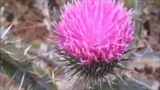Echte wegdistel (Onopordum acanthium s.s.) - 2016-07-29