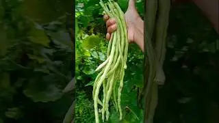 Cow Peas | Cowpea Cutting |How To Grow Cow Peas #shorts #cowpea #cuttingskills #shortvideo #farming