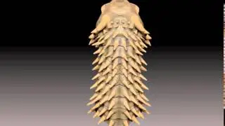 Armadillo Dragon