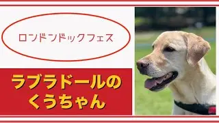 【#ラブラドール  】ロンドンドッグフェス【#labradorretriever    】