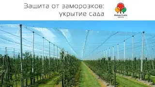 Как защитить сад от заморозков (часть 4): Укрытие и обильный полив сада