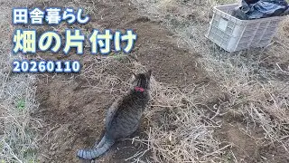 田舎暮らし　畑の片付け20260110