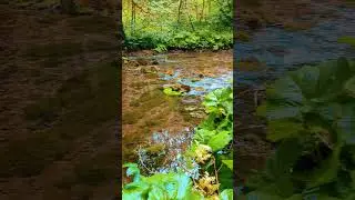 #nature #cheedale #monsaltrail #walks