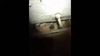 Bat removal -free est -5 year warranty - Rochester mi