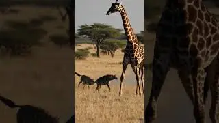 Giraffe's Shocking Behavior As Hyenas Approach / #wildlife #animals