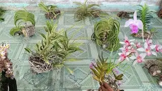 Lan rừng B&igrave;nh Thuận gi&aacute; rẻ LH 0363555539 Zalo ng&agrave;y 31/1#lanrunggiare #tabthịnhh&agrave;nhphonglanrừng 