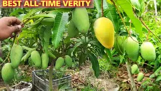 Katimon Mango Farming/ Thai All-time Catimon Mango/Katimon Mango Fruit Plant Nursery/ Thailand plant