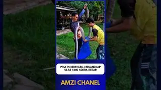 PRIA INI MENANGKAP ULAR KING KOBRA BESAR