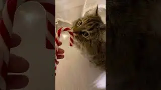 Happy Christmas🎄#christmas#cozychristmas#christmasshorts#viral#cat#cats#kedi#viral#fyp#viral#shorts