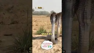 the 3 US States with most Snakes | 🐍 | #state #most #snake #snakevideo #usa