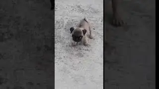 Dog Shop in Pune.Very Heavy and Fine Quality Male Puppies Available. - Akshat Pet Shop Pune