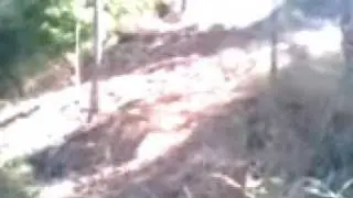 allissinho danu um grau 2