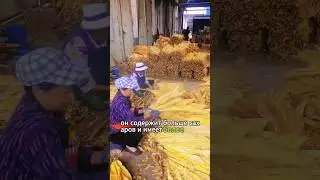 Do you know how the tobacco is made?#youtubeshorts #knowledge