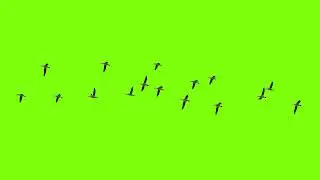 #Green Screen #Birds #Flying HD Animation