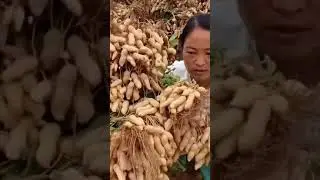 Peanut Farming || How to Grow Peanuts