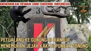 PETUALANG KE GUNUNG DI CIANJUR, MENEMUKAN JEJAK KAKI DI ATAS GUNUNG DAN MENEMUKAN HEWAN UNIK