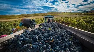 How to Produce Millions of Grape Vines - Grape Harvesting and Processing